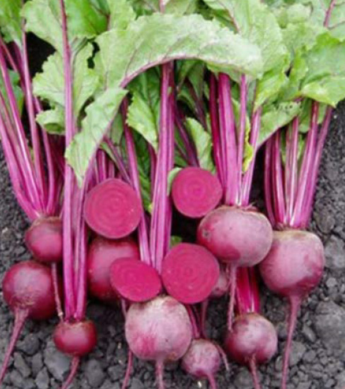 beetroot