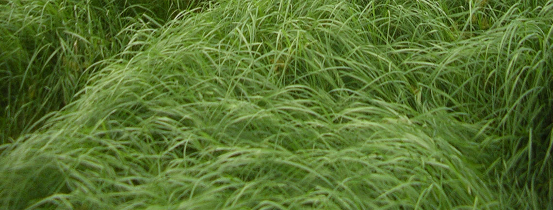 Tropical and sub tropical grasses - McDonalds Seeds