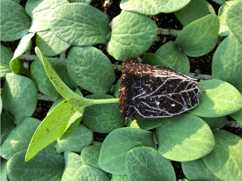 butternut seedling